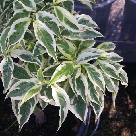 Cornus x Variegated Stellar Pink® - Dogwood SOLD OUT - Mid Valley Trees