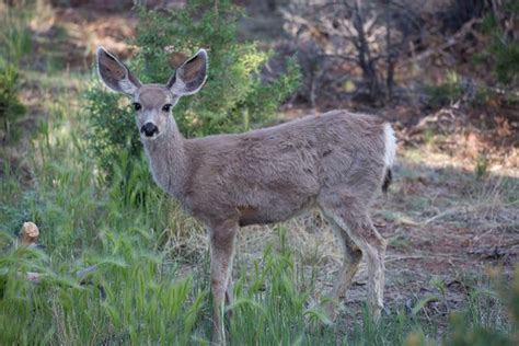 Arizona Wildlife | Arizona State Parks