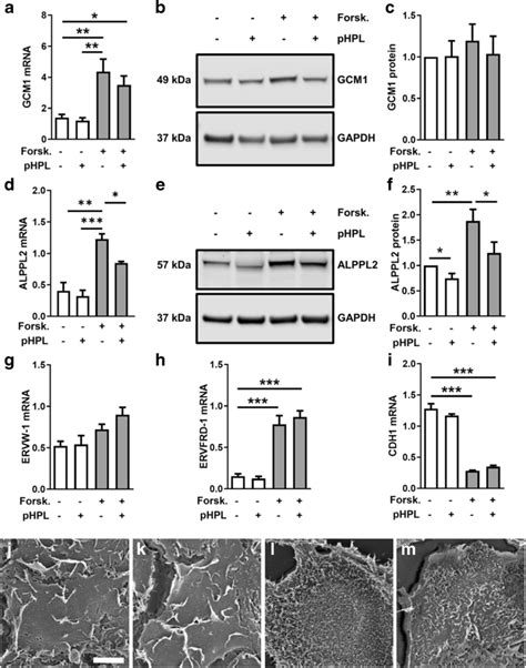 Trophoblast differentiation is not significantly affected by ...