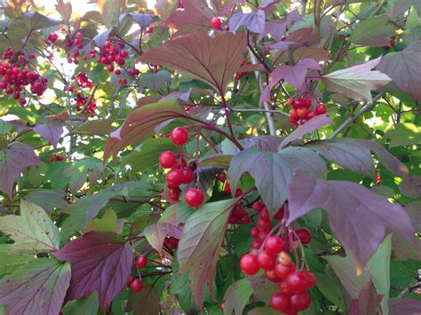 American High Bush Cranberry Plant Information