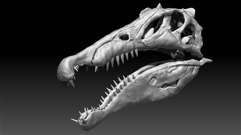 ArtStation - Spinosaurus Skull Set | Game Assets