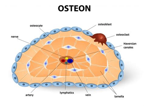 Histology: A Guide for Medical Studies | Online Medical Library