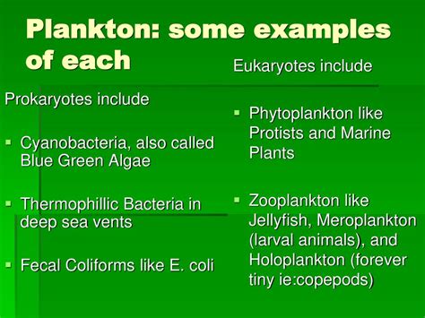 Plankton. - ppt download