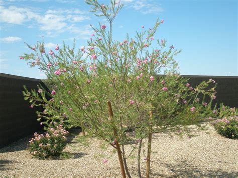 Desert Willow Tree | Elgin Nursery & Tree Farm: Phoenix, AZ