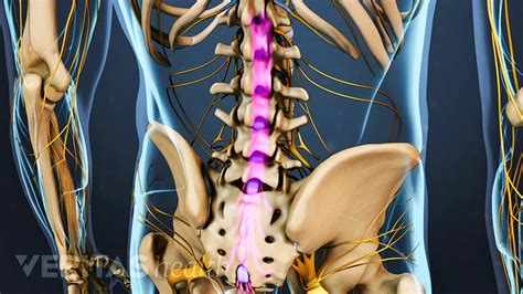 Spinal Cord Anatomy Cauda Equina