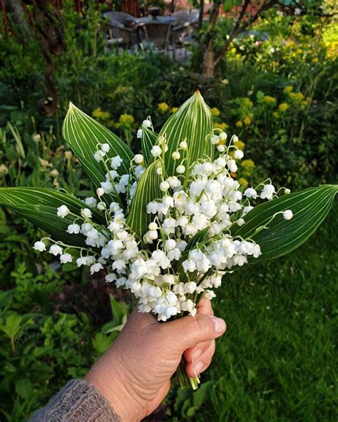 4 Types Of Convallaria Pictorial Guide