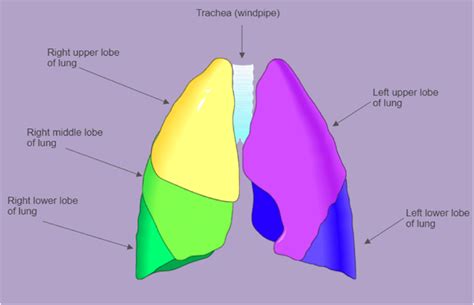 Surface anatomy of lungs with lobes indicated by differing colors. (For... | Download Scientific ...