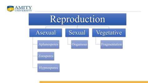 life cycle of vaucheria | PPT