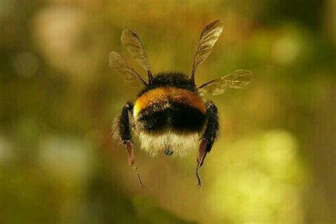 Do bumble bees make honey? - ScottishBeeCompany