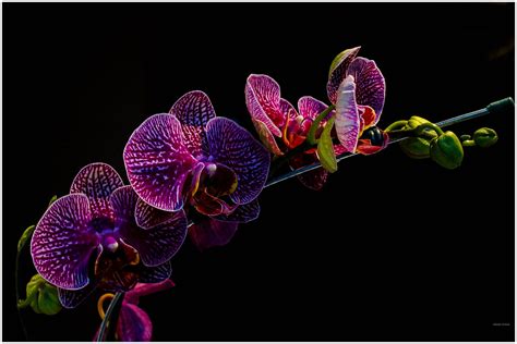 Orquidea (Orchidaceae) | Sony NEX-F3 & Lens Konica Hexanon A… | Flickr