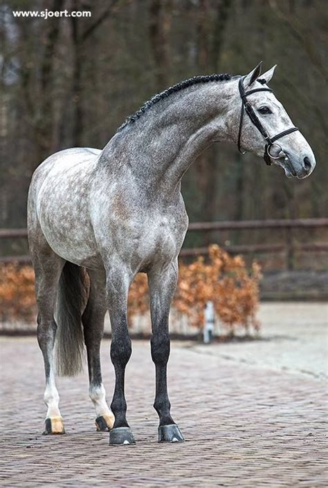 Dapple Grey Warmblood | Horses, Warmblood horses, Grey horse