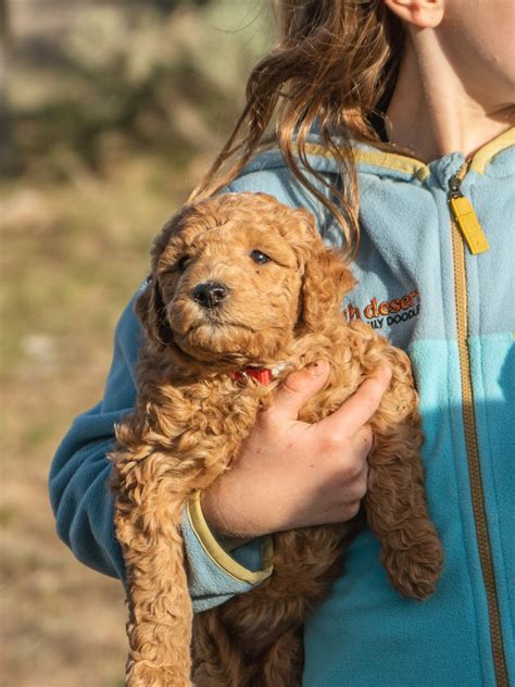 Best Breeders of Mini Goldendoodle Puppies for Sacramento, California ...