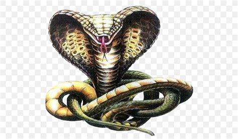 Snakes Indian Cobra Drawing Sketch, PNG, 536x480px, Snakes, Cobra, Cobras, Colubridae, Drawing ...