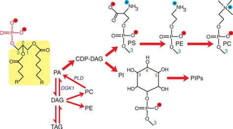 Phosphatidic acid is a key precursor in lipid metabolism | Download Scientific Diagram