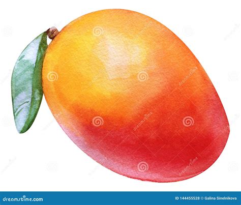 Watercolor Mango Tropical. Isolated Fresh Exotic Mango Fruit on White Background. Artistic Food ...