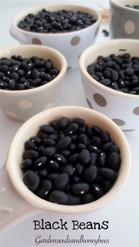 Growing Black Beans - Garden Seeds and Honey Bees