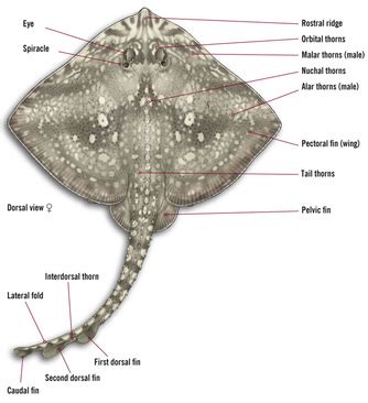 Chondrichthyes - G.O. Marine Biology