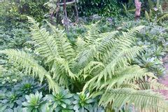 Dryopteris affinis – Ballyrobert Gardens