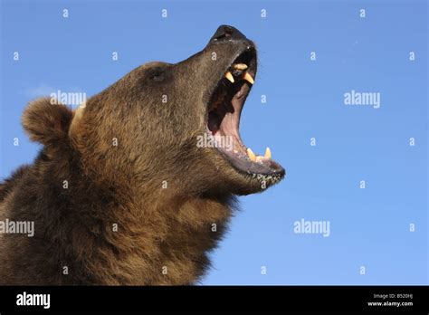 Roaring Bear Profile