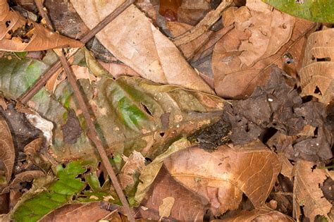 Crypsis Challenges : Nature Closeups