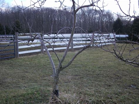 The Life of a Novice!: Fruit Tree Pruning Q&A