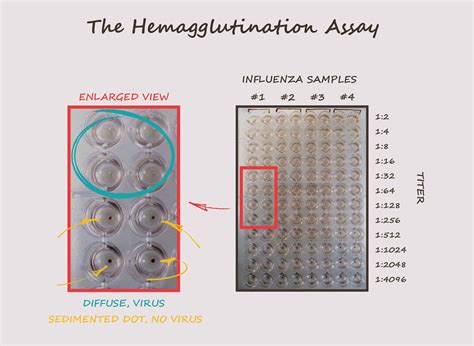 The Hemagglutination Assay | VIROLOGY RESEARCH SERVICES