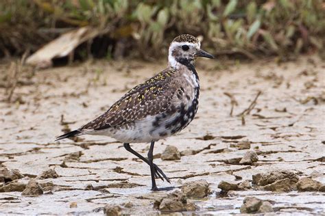 Martin's Sussex Birding Blog: American Golden Plover