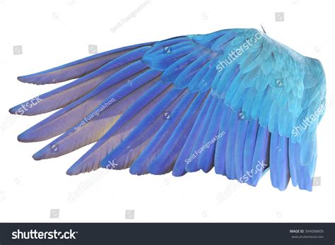 2,631,285 Wings Bird Images, Stock Photos & Vectors | Shutterstock