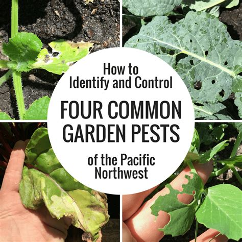 How To Identify and Control Four Common Garden Pests of the Pacific ...