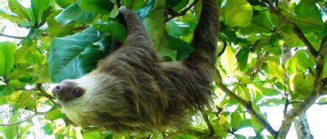 Experience the Sloth Sanctuary, Intense Nature & Beautiful Beaches