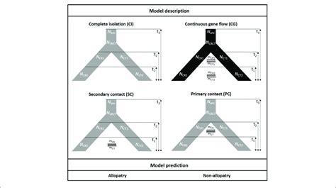 | The four speciation models testing the demography and gene flow... | Download Scientific Diagram