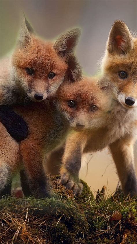 Cute Baby Fox Wallpapers - Top Free Cute Baby Fox Backgrounds - WallpaperAccess