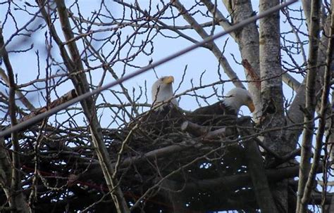 New Nesting Platform Eagle-Approved - Habitat Conservation Trust Foundation