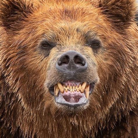 WildlivePlanet on Instagram: “Kamchatka brown bear smiling – Whilst ...