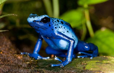 Dendrobates tinctorius azureus - Blue Poison Dart Frog - a photo on Flickriver