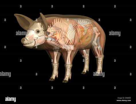 Pig Leg Anatomy