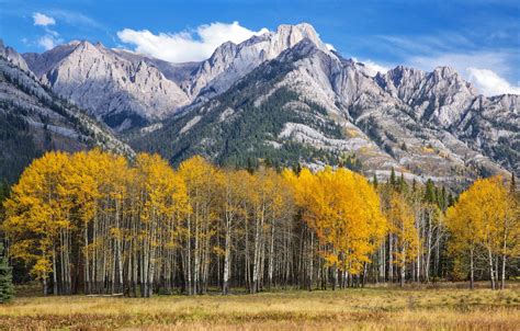 Mountain Aspen Forest Colorado Autumn Landscape Wallpapers - Wallpaper Cave