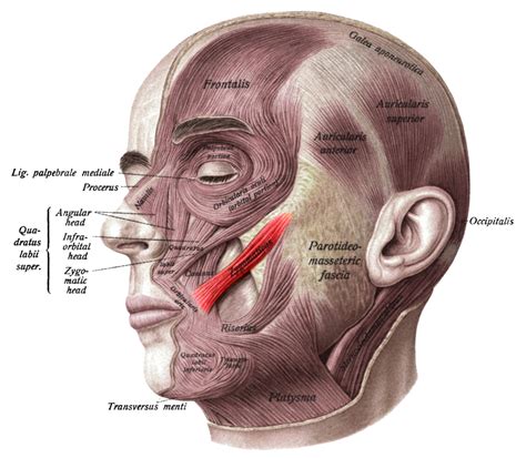 Zygomaticus major muscle - Wikipedia