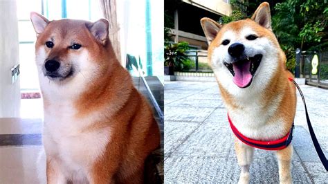 Balltze, beloved Shiba Inu behind 'Cheems' Doge meme, dies