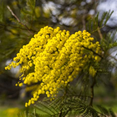 Australische silber-akazie (Acacia decurrens) - PictureThis