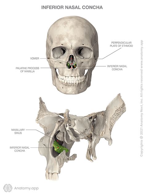 Inferior nasal concha | Encyclopedia | Anatomy.app | Learn anatomy | 3D ...