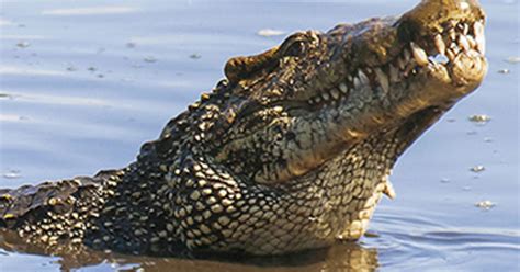 Cuban Crocodiles: Animals of Cuba | AMNH