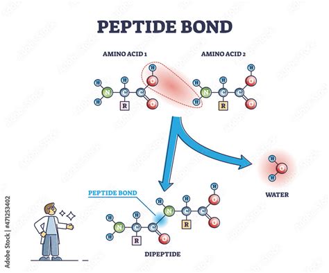 Peptide bond as amino acids formation in protein biosynthesis reaction outline diagram. Labeled ...