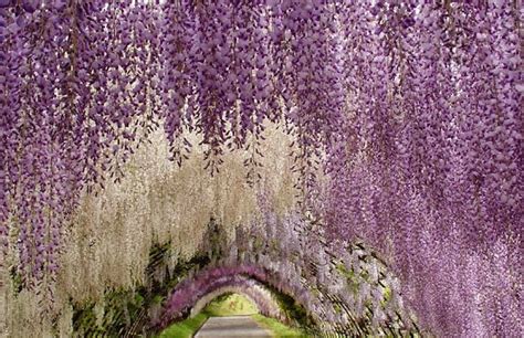 Purple Tree Tunnels [8 Pic] ~ Awesome Pictures