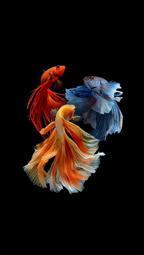 1920x1080px, 1080P free download | Fishes, blue, fish orange, red, HD phone wallpaper | Peakpx