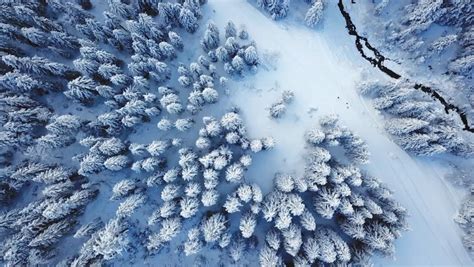 Snowy Forest landscape image - Free stock photo - Public Domain photo ...