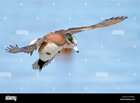 Male American Wigeon In flight Stock Photo - Alamy