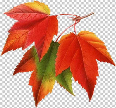 Canada Japanese Maple Red Maple Maple Leaf PNG, Clipart, Autumn, Autumn Leaf Color, Autumn ...