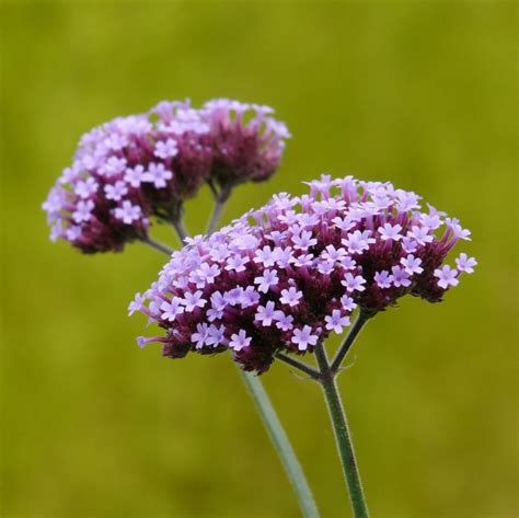 Verbena Bonariensis Seeds, Purple, Flower Seeds#132 – Rooted Retreat