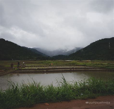 Sri Lanka rice cultivation in Paddy Fields | Travel photography ...